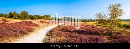 Schlendern Sie im September durch die Schönheit des Hamburger Naturschutzgebiets Boberger Niederung, und folgen Sie einem Panoramaweg in leuchtenden violetten Heideblüten, b Stockfoto