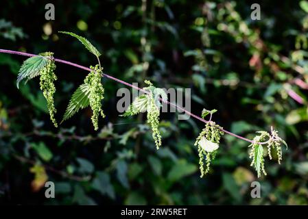 In Großbritannien - Urtica dioica - Brennnessel Stockfoto