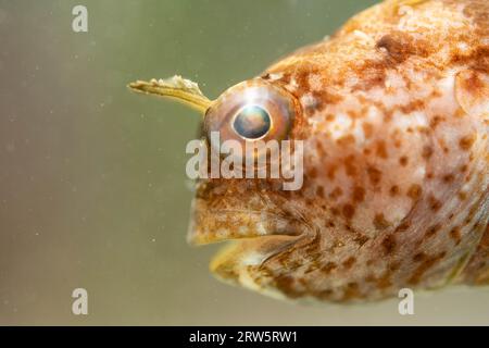 Schmetterlingsblenny sitzt auf dem Meeresboden Stockfoto