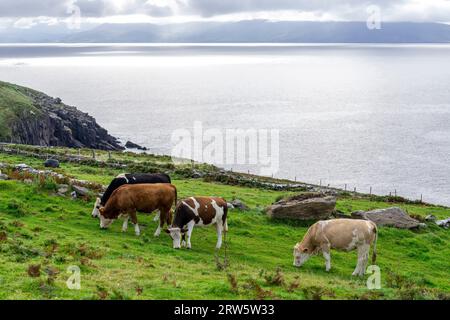 Kühe weiden, Dingle Peninsula, County Kerry, Irland, Vereinigtes Königreich Stockfoto