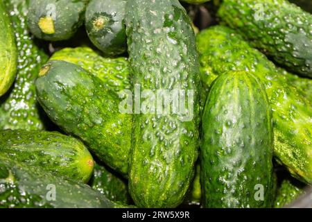 Gurken zum Einlegen, grünes Gemüse. Frische grüne Gurken. Stockfoto