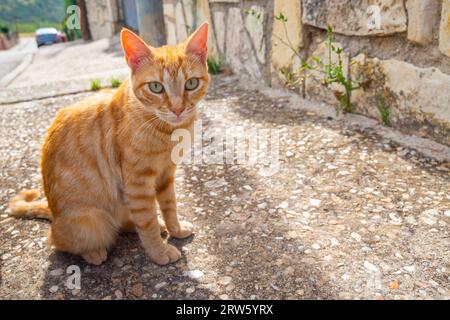 Orangefarbene Katze mit Tabby-Motiv sitzt. Stockfoto