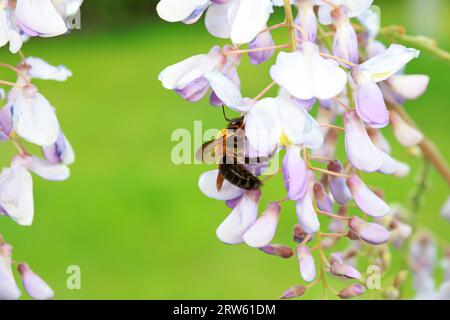 Die gelb-brüstige Wespe sammelt Honig auf Wisteria-Blüten in Nordchina Stockfoto