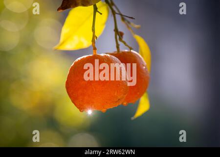 Eine reife Bitterorange auf einem Baum in Sevilla, mit einer geringen Feldtiefe Stockfoto