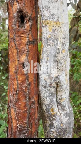 Nahaufnahme von Opuntia Galapageia und Baumstämmen, selektiver Fokus, Santa Cruz Insel, Galapagos Inseln, Ecuador. Stockfoto