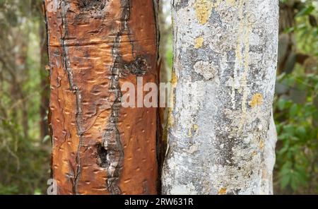 Nahaufnahme von Opuntia Galapageia und Baumstämmen, selektiver Fokus, Santa Cruz Insel, Galapagos Inseln, Ecuador. Stockfoto