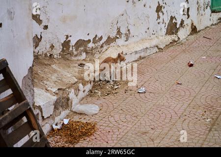 Obdachlose Katze macht auf der Straße pou Stockfoto