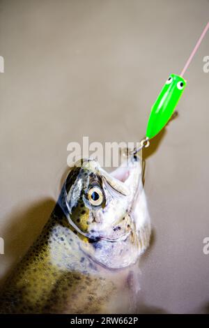 Bachforelle. Eine Nahaufnahme von Regenbogenforellen. - Das ist nicht alles. Angeln. Nahaufnahme eines Fischhakens. Fischer und Forellen. Sich drehende Forelle Stockfoto