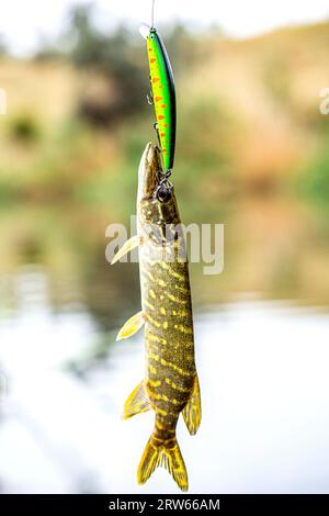 Nahaufnahme des Hechts. Das Angeln auf Hechte. Angeln. Nahaufnahme eines Fischhakens. Fischer und Hechte. Hechte auf einem Spinnköder. Fisch am Haken Stockfoto