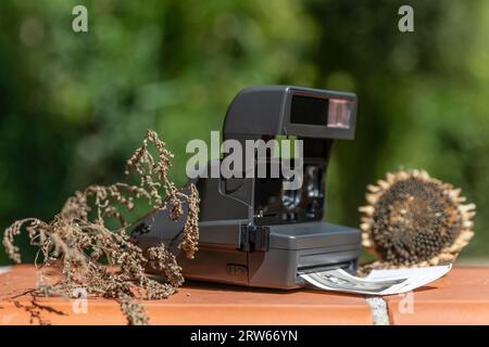 Eine alte Sofortkamera mit Fotos, die aus der Öffnung kommen, mit trockenen Pflanzen daneben Stockfoto