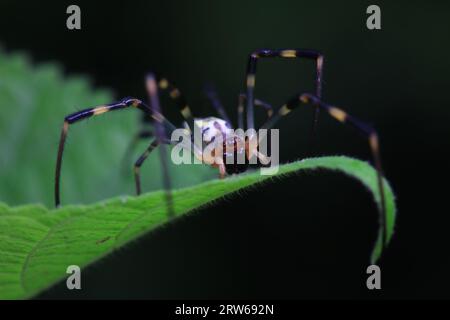 Spinnen in freier Wildbahn, Nordchina Stockfoto