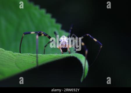 Spinnen in freier Wildbahn, Nordchina Stockfoto