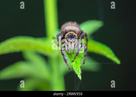 Spinnen in freier Wildbahn, Nordchina Stockfoto