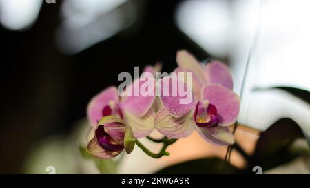 Orchidee blüht im Garten Stockfoto