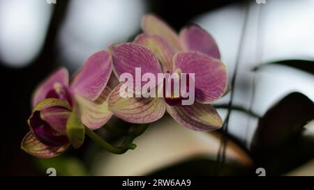 Orchidee blüht im Garten Stockfoto