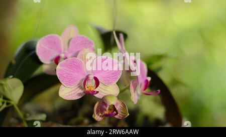 Orchidee blüht im Garten Stockfoto