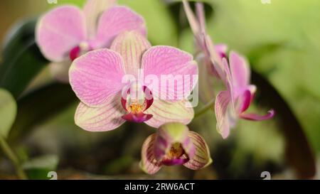 Orchidee blüht im Garten Stockfoto