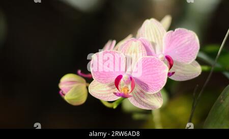 Orchidee blüht im Garten Stockfoto