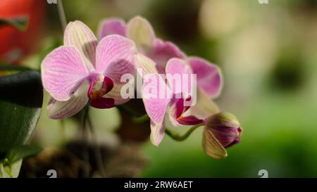 Orchidee blüht im Garten Stockfoto