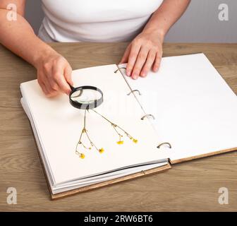 Herbarienbuch, Kräuter studieren, getrocknete Blumenpflanzen auf Papierseite des botanischen Albums Stockfoto