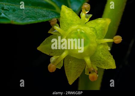 Jujube-Blumen befinden sich im botanischen Garten in Nordchina Stockfoto