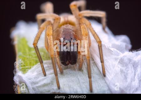 Spinnen in freier Wildbahn, Nordchina Stockfoto
