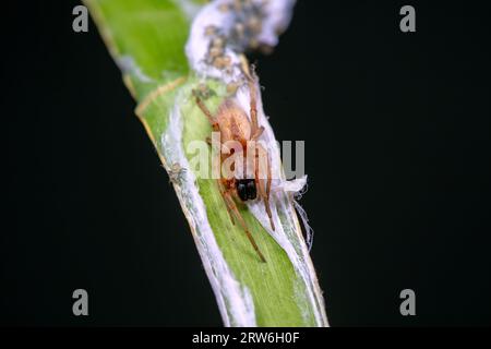 Spinnen in freier Wildbahn, Nordchina Stockfoto