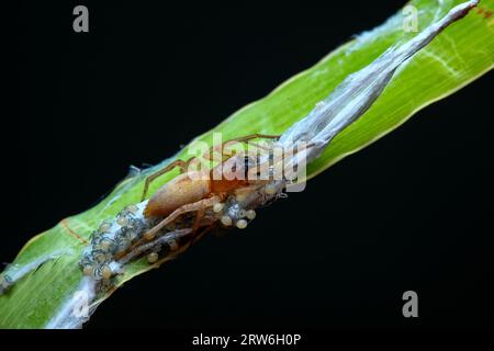 Spinnen in freier Wildbahn, Nordchina Stockfoto