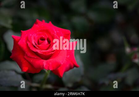 Rote Rosen auf schwarzem Hintergrund. Draufsicht und Kopie Weltraum Blumen- und Liebeskonzept Stockfoto