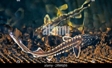 Zwei junge russische Störe in der Wolga Wildtiere. Stockfoto