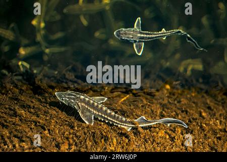 Zwei junge russische Störe in der Wolga Wildtiere. Stockfoto