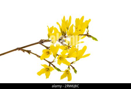 Blütenforsythien isoliert auf weißem Hintergrund Stockfoto