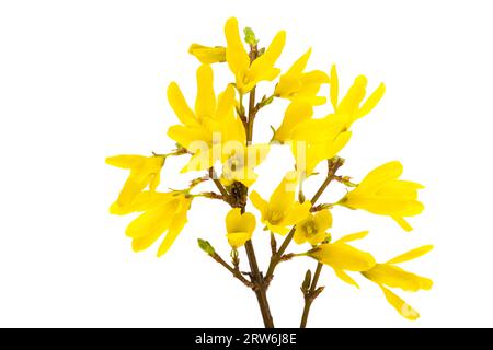 Blütenforsythien isoliert auf weißem Hintergrund Stockfoto