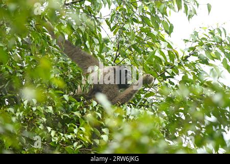 Bornean Gibbon (Hylobates muelleri) hängt an Bäumen, die Blätter fressen, Sabah, Borneo, Malaysia Stockfoto