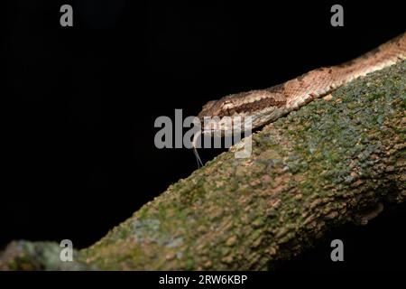 Eine Malabar-Grubenviper ruht auf einem schlanken Baumzweig in Amboli und verschmilzt mit dem üppigen Wald. Die Waage zeigt eine natürliche Tarnung und fängt den Beau ein Stockfoto