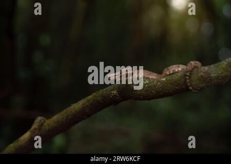 Eine Malabar-Grubenviper ruht auf einem schlanken Baumzweig in Amboli und verschmilzt mit dem üppigen Wald. Die Waage zeigt eine natürliche Tarnung und fängt den Beau ein Stockfoto