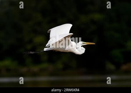 Great White Egret (Ardea alba) im Flug über Kinabatangan River, Sabah, Borneo, Malaysia Stockfoto