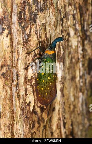 Laterne Bug oder Laterne Fly (Pyrops Whiteheadi), die nachts auf Baumstämmen ruht, Sabah, Norneo, Malaysia Stockfoto