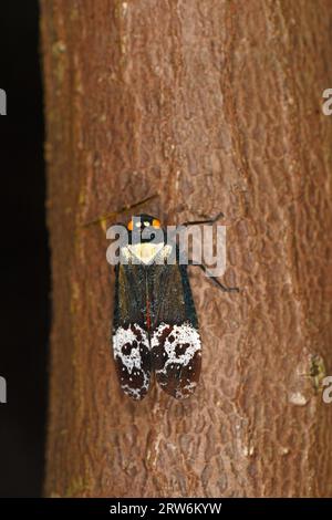 Laterne Bug oder Laterne Fly (Pyrops-Arten), die nachts auf Baumstämmen ruhen, Sabah, Borneo, Malaysia Stockfoto