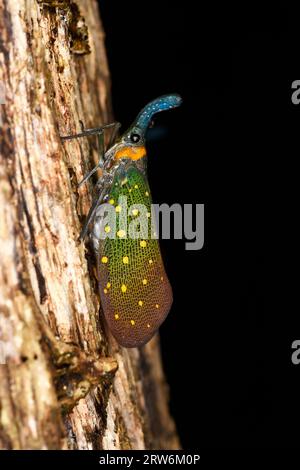 Laterne Bug oder Laterne Fly (Pyrops Whiteheadi), die nachts auf Baumstämmen ruht, Sabah, Borneo, Malaysia Stockfoto