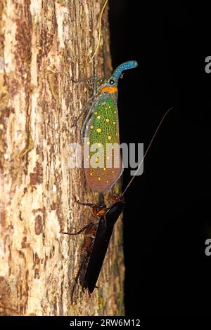 Laterne Bug oder Laterne Fly (Pyrops whiteheadi), die nachts auf Baumstämmen ruht, mit begleitender Schabe, die Honigtau trinkt, Sabah, Borneo, Malaysia Stockfoto