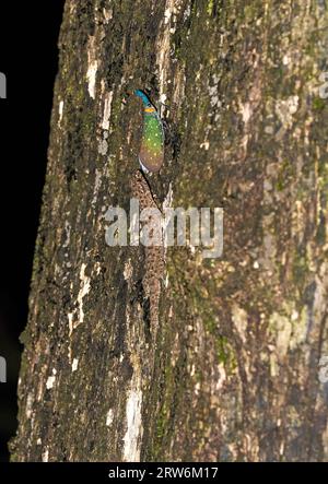 Laterne Fliegen oder Laterne Bug (Pyrops Whiteheadi), die nachts auf Baumstämmen ruhen, mit begleitendem Gecko, der Honigtau trinkt, Sabah, Borneo, Malaysia Stockfoto