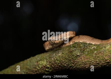 Eine Malabar-Grubenviper ruht auf einem schlanken Baumzweig in Amboli und verschmilzt mit dem üppigen Wald. Die Waage zeigt eine natürliche Tarnung und fängt den Beau ein Stockfoto
