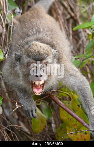 Langschwanz- oder Krabbenfressende Makaken (Macaca fascicularis) junger Erwachsener mit Bedrohungsverhalten, Sabah, Borneo, Malaysia Stockfoto