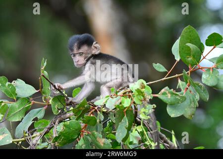 Langschwanz- oder Krabbenfressende Macacque (Macaca fascicularis) kleines Baby, das auf dem kleinen Baum Sabah, Borneo, Malaysia steht Stockfoto