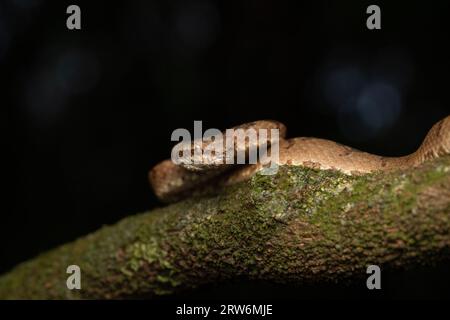 Eine Malabar-Grubenviper ruht auf einem schlanken Baumzweig in Amboli und verschmilzt mit dem üppigen Wald. Die Waage zeigt eine natürliche Tarnung und fängt den Beau ein Stockfoto