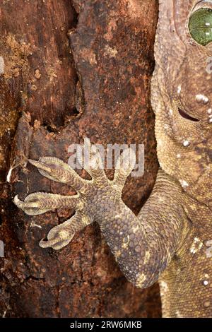 Smiths Forest Gecko (Gekko smithii) großer Regenwald Gecko, Nahaufnahme des Vorderfußes, Danum, Sabah, Borneo, Malaysia Stockfoto