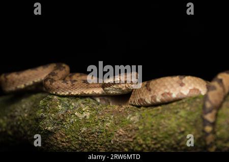 Eine Malabar-Grubenviper ruht auf einem schlanken Baumzweig in Amboli und verschmilzt mit dem üppigen Wald. Die Waage zeigt eine natürliche Tarnung und fängt den Beau ein Stockfoto