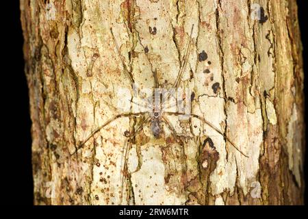 Langspinnerrinde oder Zweischwanzspinne (Hersiliidae-Arten), Erwachsene, die auf Baumstämmen ruhen, Sabah, Borneo, Malaysia Stockfoto