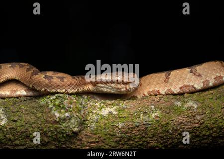 Eine Malabar-Grubenviper ruht auf einem schlanken Baumzweig in Amboli und verschmilzt mit dem üppigen Wald. Die Waage zeigt eine natürliche Tarnung und fängt den Beau ein Stockfoto